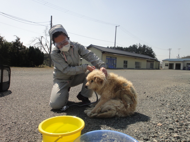 救済犬 .jpg