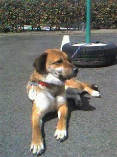 津波から3週間後に救助された漂流犬.jpg