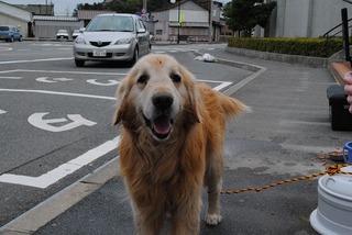 被災地20km避難区域犬3.jpg