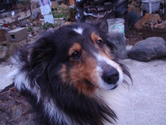 犬3.jpg