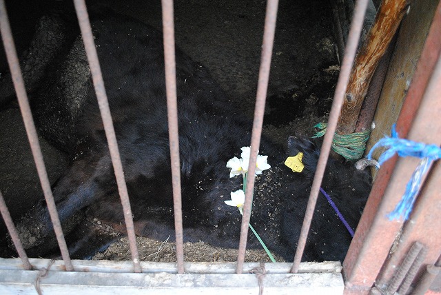 被災地20km避難区域家畜3.jpg