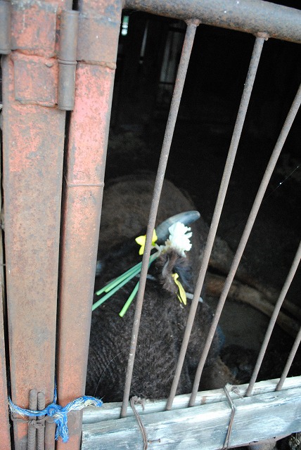 被災地20km避難区域家畜4.jpg